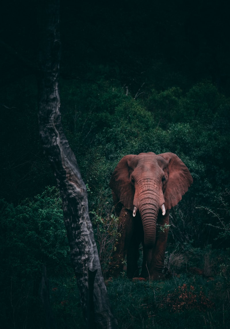 Queen Elizabeth National Park Uganda savanna wildlife